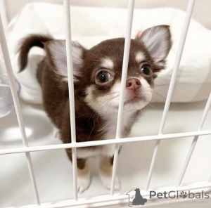 Photo №1. chihuahua - à vendre en ville de Helsinki | négocié | Annonce №165004