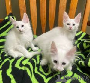 Photo №1. angora turc - à vendre en ville de Berlin | négocié | Annonce № 174759