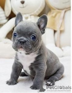 Photo №1. bouledogue - à vendre en ville de Düsseldorf | négocié | Annonce №64569