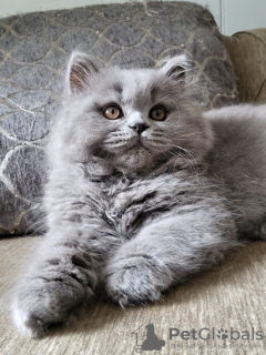 Photo №1. british longhair - à vendre en ville de Штутгарт | 300€ | Annonce № 109690