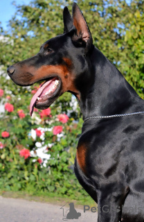 Photo №2 de l'annonce № 135970 de la vente dobermann - acheter à Biélorussie de la fourrière