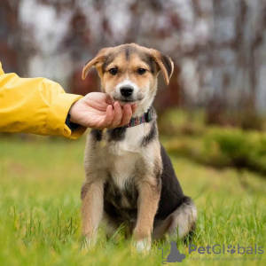 Photo №2 de l'annonce № 81237 de la vente chien bâtard - acheter à Fédération de Russie de la fourrière