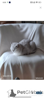 Photo №1. british shorthair - à vendre en ville de Dijon | 1000€ | Annonce № 151982