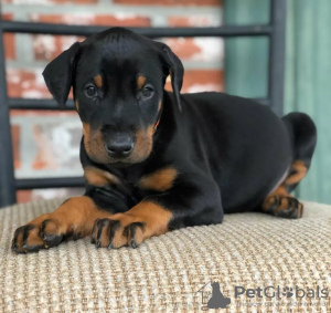 Photo №1. dobermann - à vendre en ville de Zürich | négocié | Annonce №117264