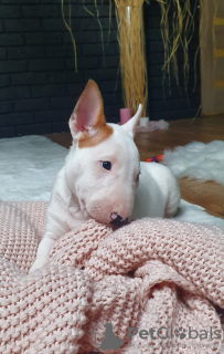 Photo №3. Bull-terrier miniature (FCI). Pologne