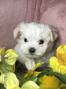 Photo №2 de l'annonce № 32621 de la vente bichon maltais - acheter à Lituanie annonce privée