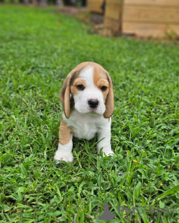 Photo №4. Je vais vendre beagle en ville de Гамбург. annonce privée - prix - 376€