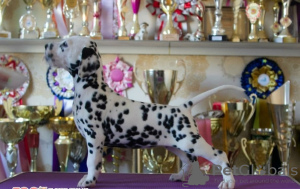 Photo №1. dalmatien - à vendre en ville de Kiev | 903€ | Annonce №9029