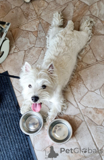 Photo №4. Je vais vendre west highland white terrier en ville de Édimbourg. éleveur - prix - 744€