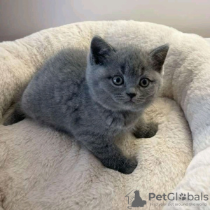 Photo №1. british shorthair - à vendre en ville de Helsinki | 400€ | Annonce № 123178