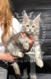 Photo №2 de l'annonce № 140842 de la vente maine coon - acheter à USA de la fourrière
