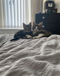 Photo №1. bobtail américain à longs poils - à vendre en ville de Aarbergen | 350€ | Annonce № 151620