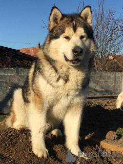 Photos supplémentaires: Chiots Malamute d'Alaska