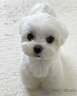 Photo №1. bichon maltais - à vendre en ville de Los Angeles | négocié | Annonce №90128