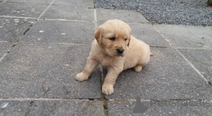 Photo №1. golden retriever - à vendre en ville de Munich | 400€ | Annonce №149034