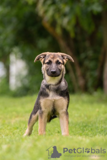 Photos supplémentaires: Les trois chiots Boni, Mia et Maya recherchent de toute urgence des mamans