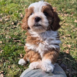 Photo №1. bichon havanais - à vendre en ville de Anvers | négocié | Annonce №169642
