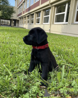 Photo №1. labrador retriever - à vendre en ville de Santa Cruz de la Sierra | négocié | Annonce №118927