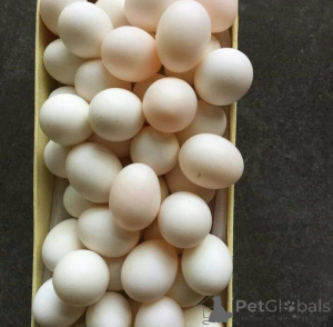 Photo №1. springer anglais, staffordshire terrier anglais, terrier d'agrément anglais noir et feu, fila brasileiro, pinscher allemand - à vendre en ville de Ville de Floride | négocié | Annonce №145248