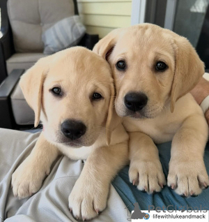 Photo №1. labrador retriever - à vendre en ville de Genève | négocié | Annonce №158380
