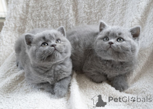 Photo №1. british shorthair - à vendre en ville de Baienfurt | 350€ | Annonce № 177531