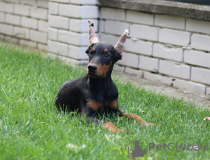 Photos supplémentaires: Chiots Dobermann à vendre