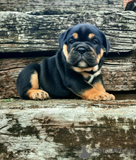 Photo №3. Chiots Bulldog anglais à vendre. Serbie