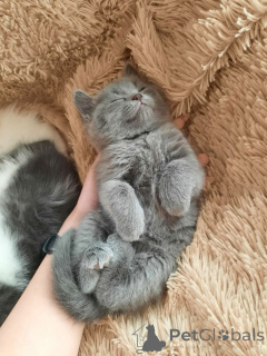 Photo №3. CHATON BRITISH SHORTHAIR DISPONIBLE À L'ADOPTION. Allemagne