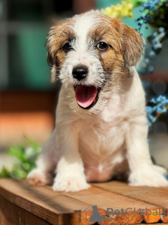 Photo №4. Je vais vendre jack russell terrier en ville de Москва. éleveur - prix - 323€