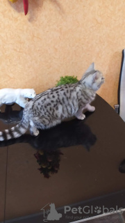 Photo №3. Британская кошечка. Fédération de Russie