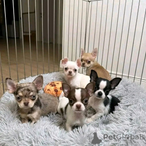 Photo №1. chihuahua - à vendre en ville de Helsinki | 450€ | Annonce №161019