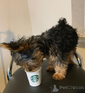 Photo №3. Chiots de race pure Yorkie contactez WhatsApp Business 447450021323. La finlande