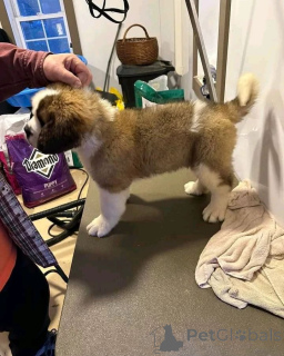 Photo №1. saint-bernard - à vendre en ville de Hudiksvall | négocié | Annonce №170446