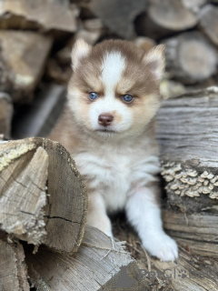 Photo №3. Adorables chiots Pomsky mâles et femelles. Belgique