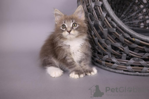 Photo №1. maine coon - à vendre en ville de Göttingen | Gratuit | Annonce № 121667