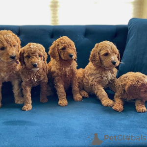 Photo №2 de l'annonce № 123836 de la vente labradoodle - acheter à La finlande annonce privée, éleveur