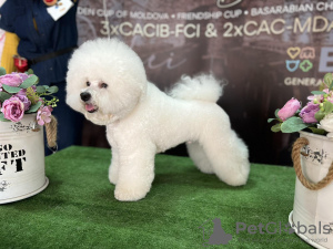 Photo №4. Je vais vendre bichon à poil frisé en ville de Odessa. annonce privée - prix - 967€