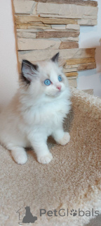 Photo №1. ragdoll - à vendre en ville de Berlin | 200€ | Annonce № 160196