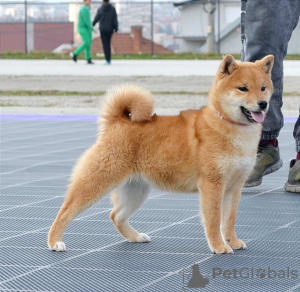 Photos supplémentaires: Chiots Shiba Inu