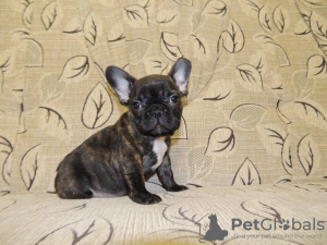 Photo №1. bouledogue - à vendre en ville de Prague | 450€ | Annonce №123700