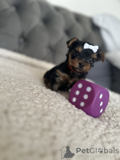Photo №2 de l'annonce № 140840 de la vente yorkshire terrier - acheter à USA annonce privée
