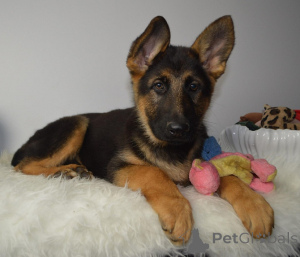 Photo №1. berger allemand - à vendre en ville de Espoo | négocié | Annonce №173990