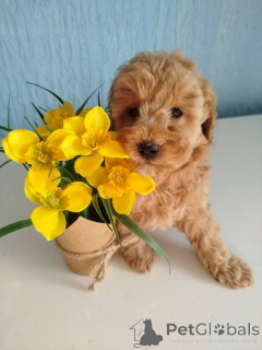 Photo №4. Je vais vendre caniche (jouet) en ville de Kragujevac.  - prix - négocié