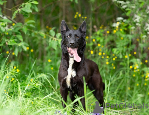 Photo №2 de l'annonce № 123096 de la vente chien bâtard - acheter à Fédération de Russie annonce privée