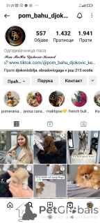 Photo №4. Je vais vendre spitz nain en ville de Savino Selo. éleveur - prix - négocié