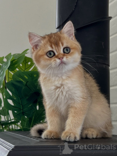 Photo №1. british shorthair - à vendre en ville de Bernburg | négocié | Annonce № 175096