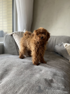 Photo №3. Chiot de caniche jouet à vendre. Slovaquie