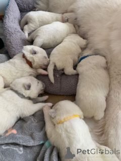 Photo №4. Je vais vendre samoyède en ville de Volendam. annonce privée - prix - négocié