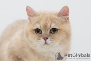 Photo №2 de l'annonce № 39052 de la vente british shorthair - acheter à Fédération de Russie annonce privée