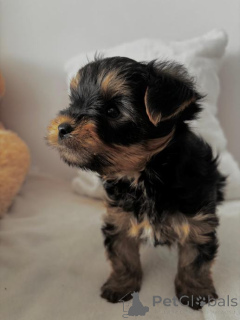 Photo №2 de l'annonce № 167678 de la vente yorkshire terrier - acheter à Allemagne annonce privée, éleveur
